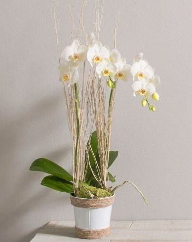 Orchidée blanche