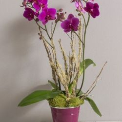 orchidée rose