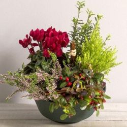 coupe de plantes