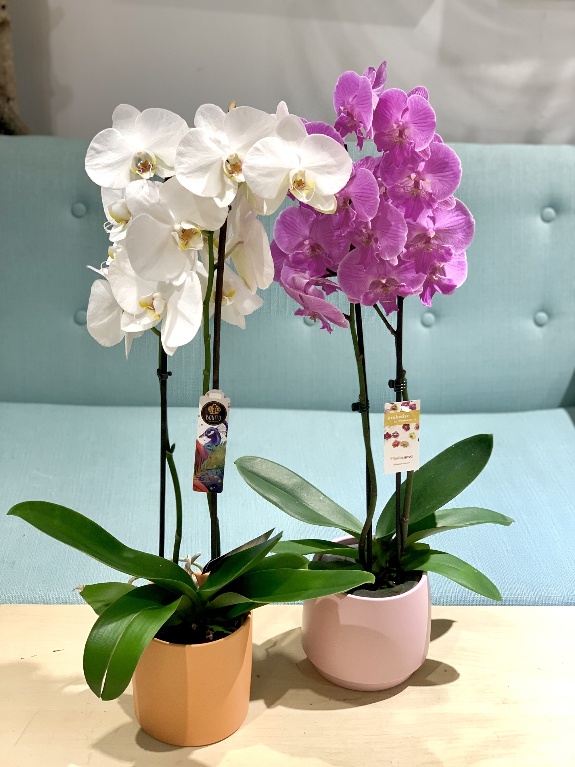 Orchid&eacute;e avec cache pot